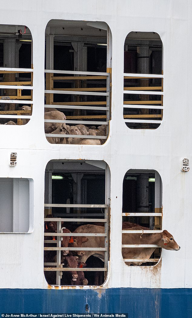 Live sheep exports (pictured with beef exports) will be phased out in May 2028.