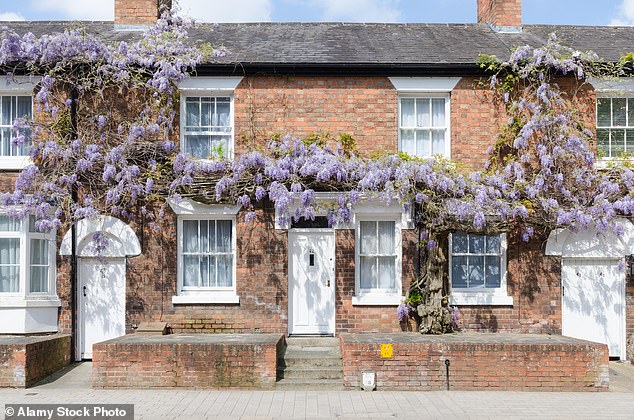 Philip Mount, branch manager at Churchill Estates agency in South Woodford, east London, says: Wisteria has the timeless appeal of a traditional English cottage that should get people knocking on your door.