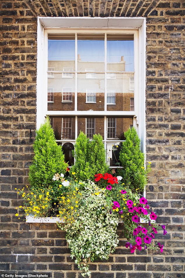 Nearly pruned evergreens add an air of formality to a home