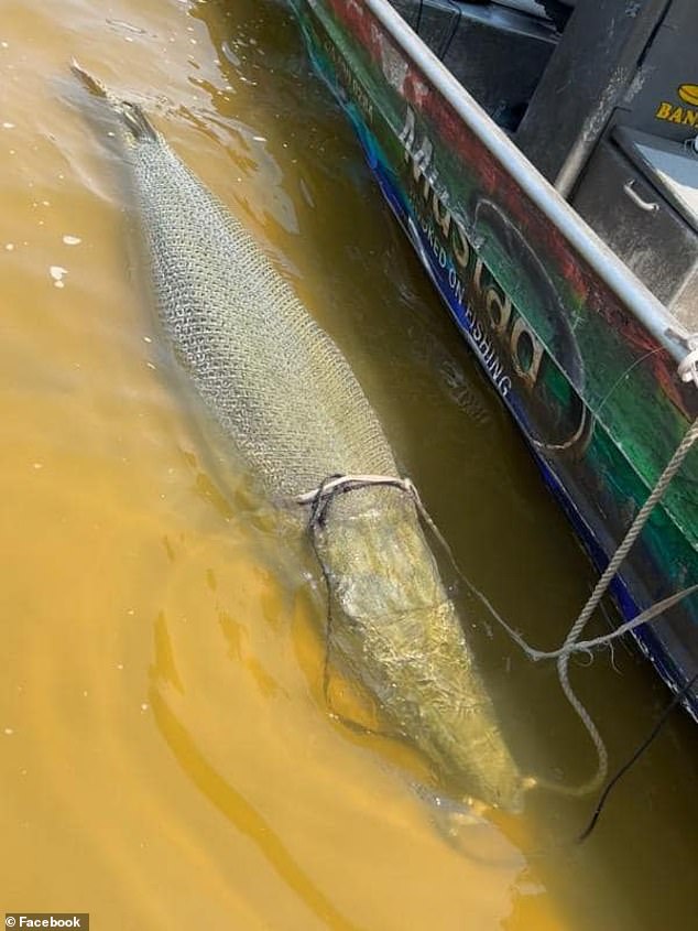 The next day, Weston managed to catch a record-breaking alligator after an hour-long battle.