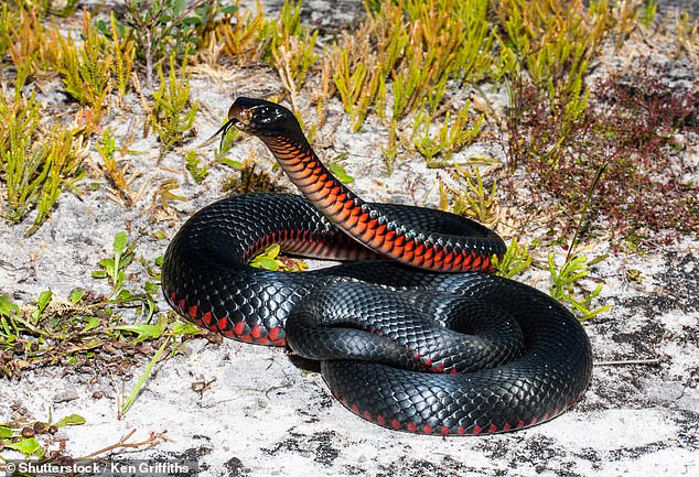 The red-bellied black snake is one of the most commonly found snakes on the east coast of Australia and is responsible for several bites each year.