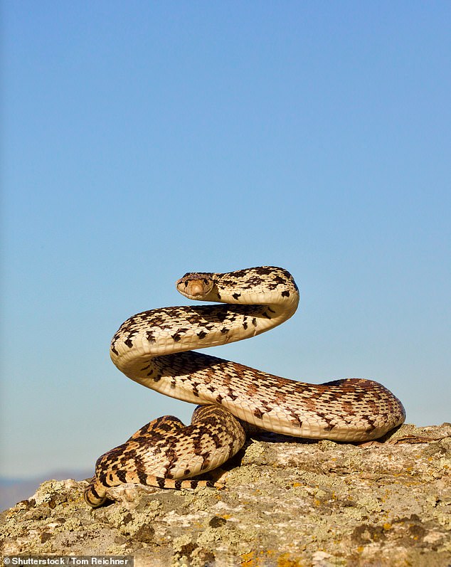 Gopher snakes are non-venomous creatures that are often confused with rattlesnakes. They can be found in one of the western US states.