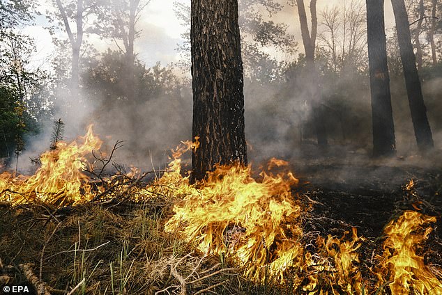 A fire spreads through a forest after shelling on the outskirts of Vovchansk, Kharkiv region, northeastern Ukraine, May 12, 2024.