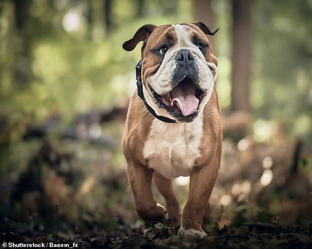 Zoe the Australian bulldog, like the one shown here in an archive image, was discovered alive at the base of the rock face the next morning, but later died from her injuries.