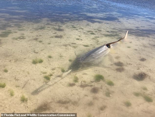 There have also been reports of smalltooth sawfish stranding, adding to the increasingly concerning behavior of other fish that have been seen spinning off the coast of the Florida Keys.