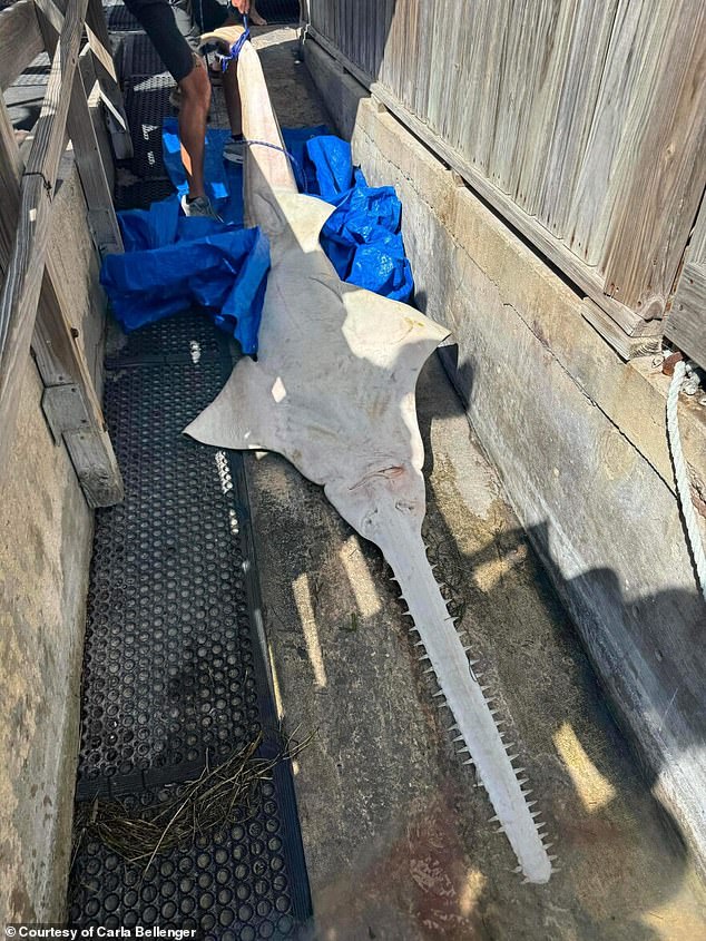 There have been over 500 reports of fish spinning off the coast of Key West. The smalltooth sawfish is at the greatest risk because it is critically endangered and the phenomenon has already claimed 47 lives.