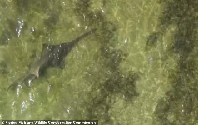 The FWC took blood and tissue samples from the rescued sawfish to determine if it had toxins in its system.