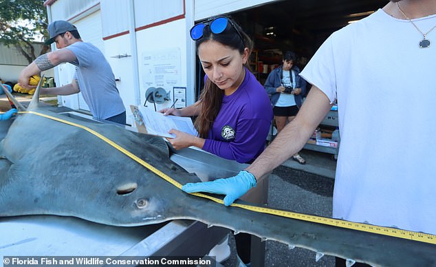 The sawfish species is critically endangered, believed to be due to habitat loss. The species once lived as far as the coast of west-central Africa to North Carolina.