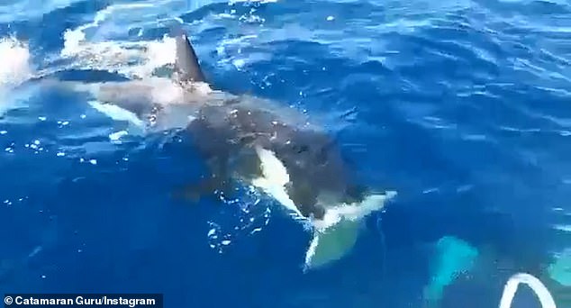 In a terrifying encounter last June (pictured), an orca surrounds a high-end yacht before savagely ripping off its rudder, leaving the boat's crew adrift off the coast of Gibraltar.