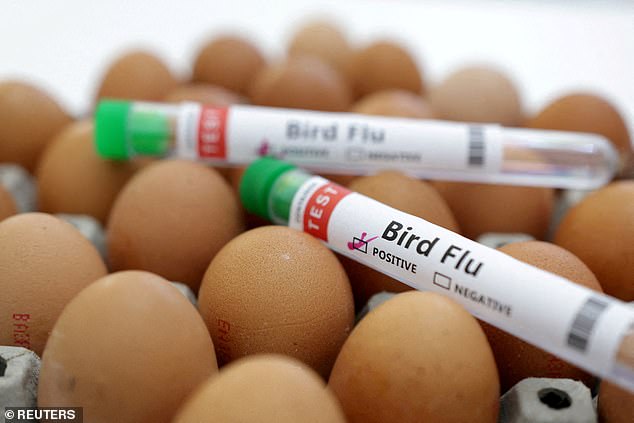 There is concern that bird flu viruses could be transmitted from livestock to people (stock)