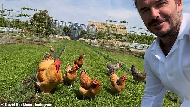 The former soccer player received the birds as a Christmas gift from his wife and has since installed a pen for the new animals on his extensive farm.