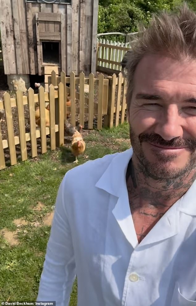 Beckham's flock of pet birds were seen following him out of his chicken coop on Tuesday morning.