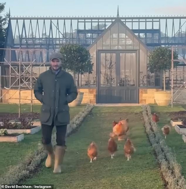 The chicken was seen following him around the pen as he fed them in a video shared with his followers in March.