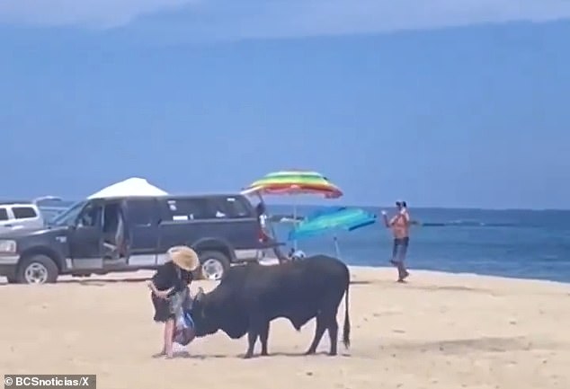 The images showed the woman, dressed in a black dress and a tan hat, trying to gather her things on the beach while the curious bull sniffed around.