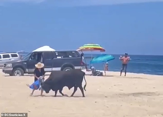 The bull is seen using its horns to rip the bag out of her hands while a man in the back begs the woman to get away from the animal.