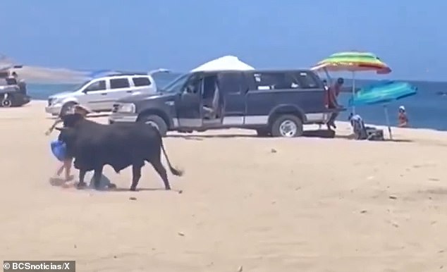 She is seen running away from the bull after it attacked for the first time and threw the things out of her hand and into the sand.