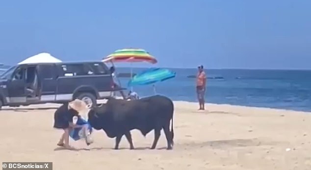 The woman soon loses control of her objects and pushes the bull by the horns.