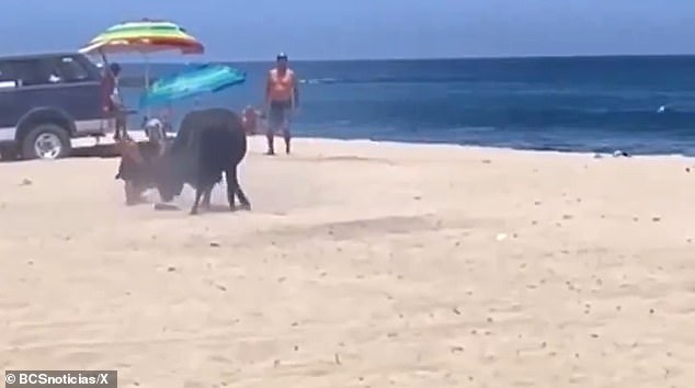 You can barely see the woman as the bull pins her to the ground and surrounds her with sand as she tries to continue getting up.