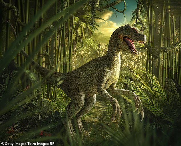 Theropods like Velociraptor (pictured) are some of the earliest ancestors of modern birds. Researchers say this suggests the birds' warm-blooded nature could have evolved 180 million years ago.