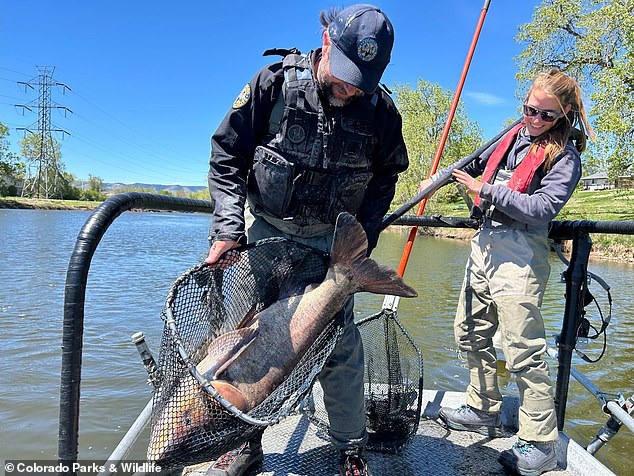 Colorado Parks and Wildlife said a fisherman told them about the disturbingly large fish, which were introduced in 1992 as part of an experiment.