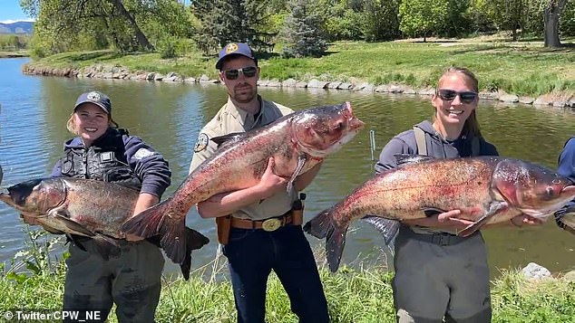 The group's aquatic biologists said they removed the carp by emitting electricity into the water and stunning the fish into a temporary stupor.