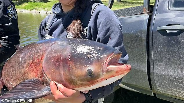 Foreign carp were introduced to the Denver pond in 1992 as part of an experiment to see if they would reduce problem algae. They were supposed to be eliminated at the end of the experiment in 1995, but the nuisance carp persisted in the waters.