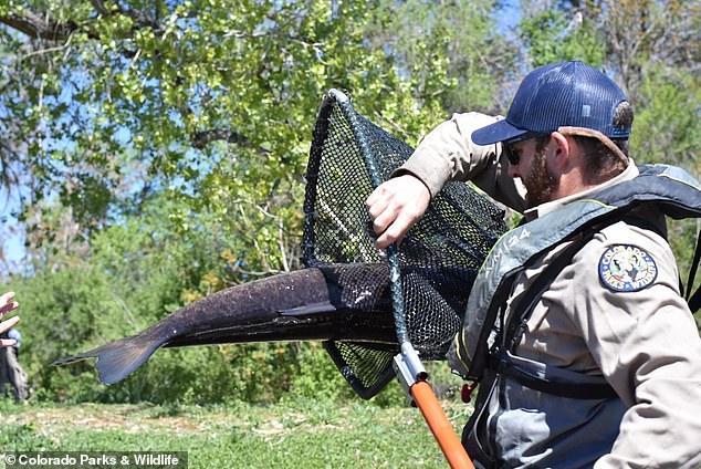 The 40-pound monster fish was removed from Arvada's Jack B Tomlinson Park on Wednesday after officials considered them 