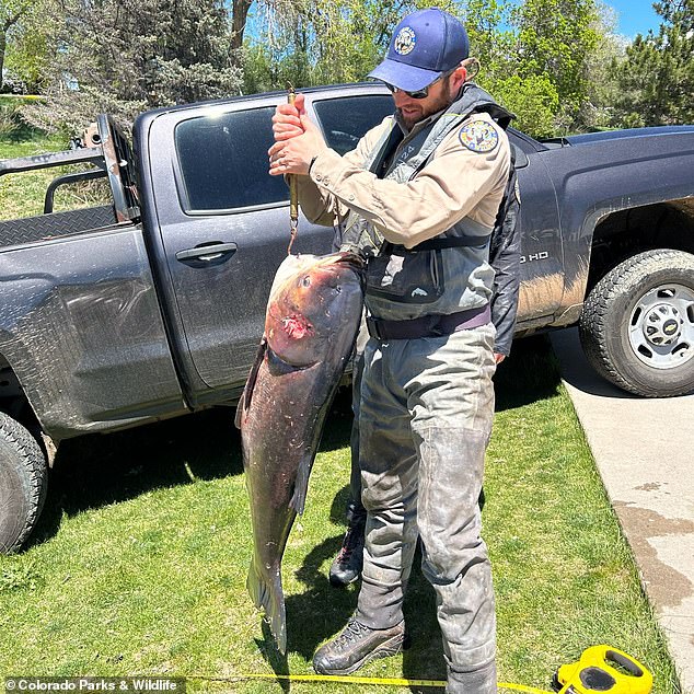 The bighead carp is part of the Asian carp family. They feed mainly on plankton and compete with native species that depend on the same food source.