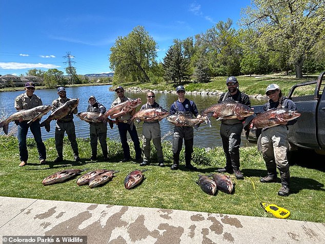 Stunning photographs show officials holding the more than a meter long fish afterward. They said the heaviest weighed 46 pounds.