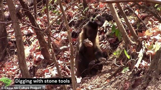 They also observed that the monkeys used sandstone tools during 59 percent of digging attempts on hills (as seen above), but only in 24 percent of digging attempts along river banks, suggesting that they were aware that soft, moist soil was gentler on their tiny monkey paws.