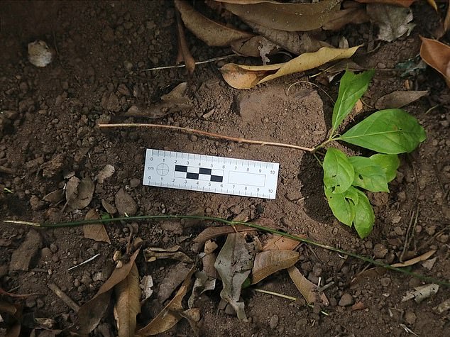 When it came to the monkeys' use of the stick, which the researchers observed on 40 documented occasions, 32 cases were specifically for raiding spider burrows. Above, two sticks used by capuchin monkeys, measured by scientists.