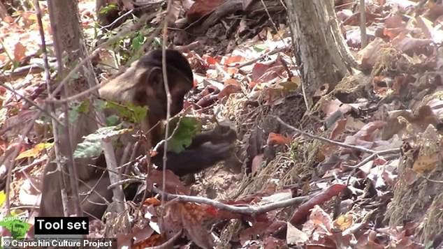 While the monkeys were successful on only 42.5 percent of their stick-poking attempts, the researchers noted that the stick test seemed to involve complex reasoning and skill. Above, a monkey pushes with a leaf-covered stick in an effort to obtain and eat a spider.