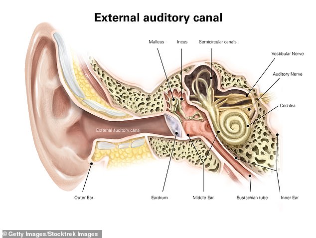 Vertigo develops when there is an alteration of the balance system in the inner ear. This may be due to head trauma or, in the case study presented by Dr. Nazarian, frequent vibrations.