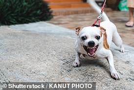 Barking Dogs May Be a Legal Nuisance