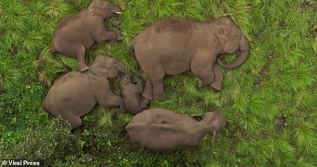 Aerial video shows the Jumbo family sleeping on their sides in a tight-knit circle in the bushes in the Tamil Nadu forest in India on May 14.