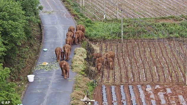 The group of 15 animals had escaped from their nature reserve and were tracked as they wandered towards the city of Kunming, in China's Yunnan province.