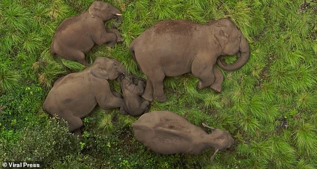 The animals, which sleep in a remarkably similar manner in the tall grass, with their trunks tucked under their chins and legs crossed, vary in size. They appear to have formed a protective ring around a baby elephant that can be seen huddled in the middle of the herd.