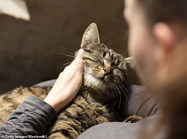 An increasing number of councils are imposing cat curfews or rules requiring pet cats to be kept indoors, but this could become national law, and research shows that most people support the idea.