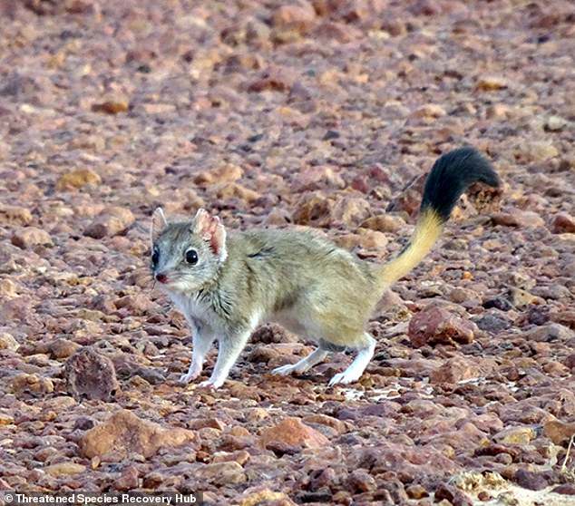 The kowari, a native marsupial found in outback Australia, was recently upgraded to endangered status, courtesy largely of feral cats.