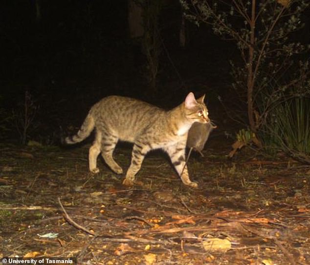 Pictured is a wild cat in Tasmania after hunting a native marsupial