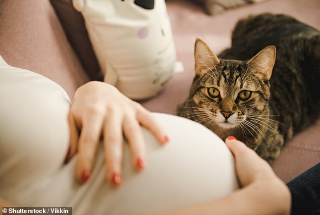 Cat-borne diseases, such as toxoplasmosis, are surprisingly common and can cause complications in brain function and pregnancy.