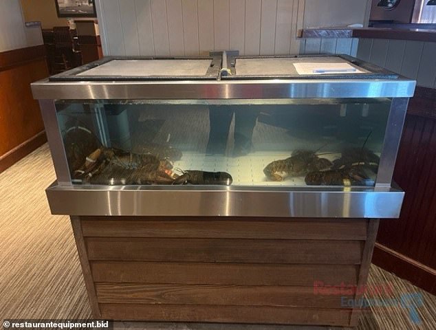 Live lobster still in its tank at Grand Forks Red Lobster in North Dakota