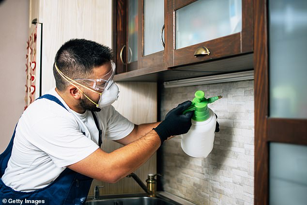 Termites are also found in cabinets and under the sink.