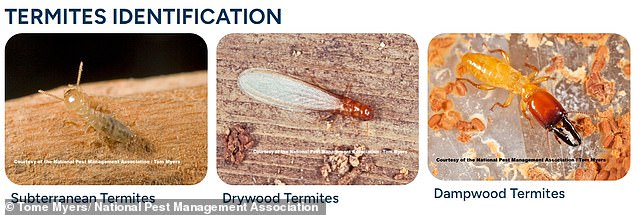 There are approximately 45 different types of termites in the country, but they fall into three distinct categories: subterranean termites, drywood termites, and wetwood termites.