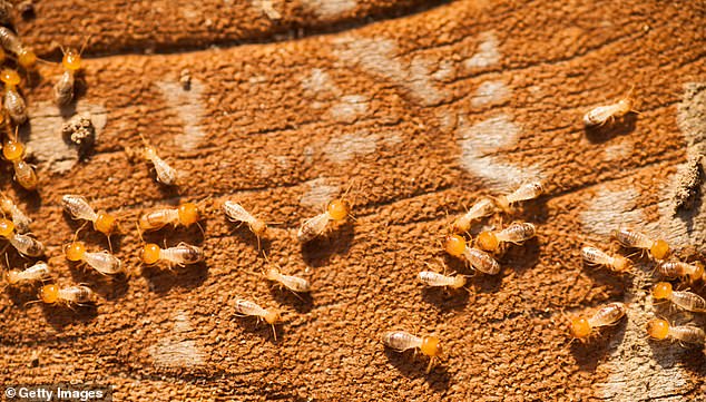 A closeup of termites gathering on a slab of wood.