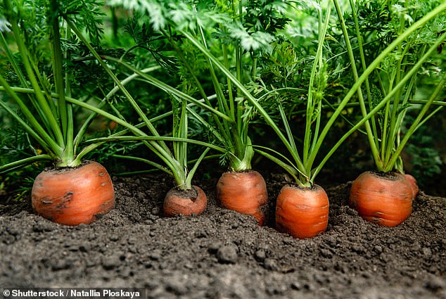 You should be careful taking this approach if you have seeds that need to be planted deeply to thrive, such as carrots, lettuce or poppies (stock image).