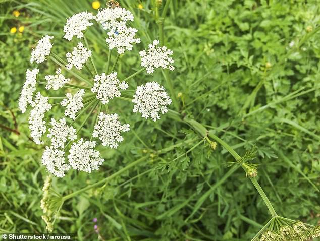 Chaos gardening is aptly named: the main premise is to ignore all the rules and let plants grow wherever the seeds fall (stock image)