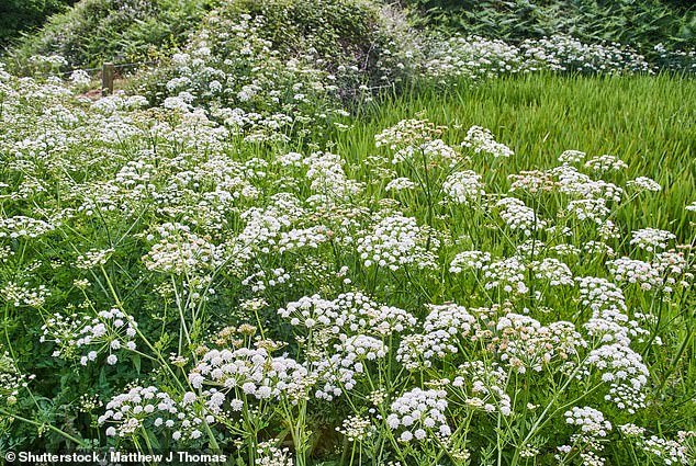 Although chaos gardening requires little maintenance, you should still keep an eye on your garden for fungal diseases such as Botrytis or Black Spot.