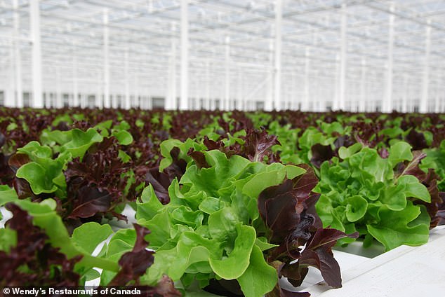 Wendy's grows more lettuce in greenhouses, like this one in Canada, to avoid the effects of bad weather