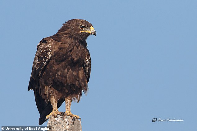 In the study, researchers set out to understand whether the spotted eagle's migration was affected by the Russian invasion of Ukraine.